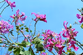 Hoa ban khoe sắc tím rực rỡ trên đường vào thành phố Kon Tum