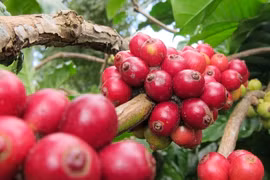 Tăng vùn vụt, giá cà phê lập kỷ lục mới
