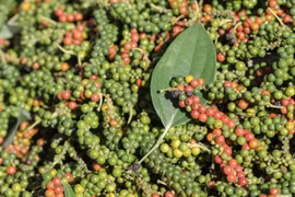 Giá hồ tiêu trong nước giảm 9-10 triệu đồng/tấn