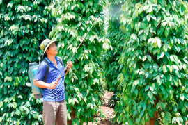 Chư Sê phát triển hồ tiêu theo hướng bền vững