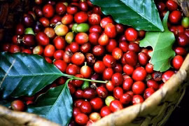 Giá cà phê hôm nay (24-9): Đồng loạt giảm 500 đồng/kg