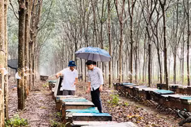 Phát huy hiệu quả liên kết sản xuất, tiêu thụ sản phẩm