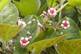 Lá mơ lông - gia vị chữa bệnh không phải ai cũng biết