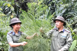 Vào vương quốc thủy tùng - Kỳ 2: Rừng là ngôi nhà thứ 2