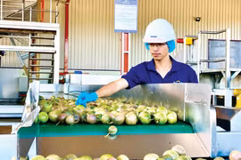 Công ty TNHH Quicornac đưa chanh dây vươn ra thế giới