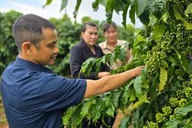 Thu nhập cao nhờ trồng cà phê theo hướng hữu cơ