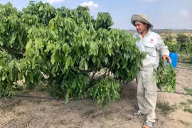 Kông Chro mở rộng diện tích cây ăn quả đặc sản