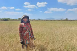 Phú Thiện: Hàng trăm héc ta cây trồng có nguy cơ mất trắng vì hạn