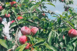 Công dụng của quả mận với sức khỏe, ít người biết