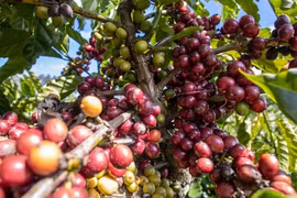 Giá cà phê tăng trở lại