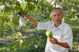 Người cao tuổi vẫn làm kinh tế giỏi