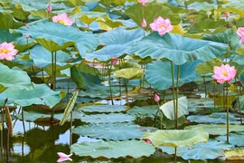 Vì sao bức tranh 'Mùa sen' gây sốt mạng xã hội?