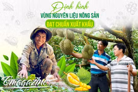 Định hình vùng nguyên liệu nông sản đạt chuẩn xuất khẩu