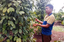 Cây hồ tiêu tái khẳng định vị thế