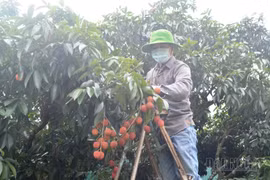 Mùa vải trắng tay của nông dân Đắk Nông