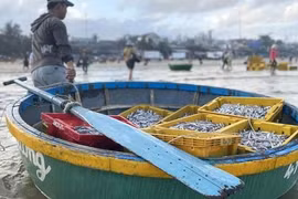 Làng Việt Nam: Làng tôi ở vốn làm nghề chài lưới