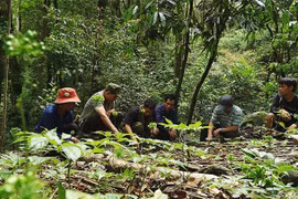 Cơ hội cho người trồng dừa 'xứ nẫu'