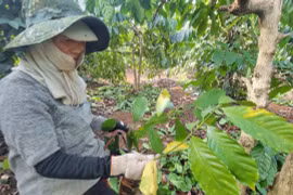 Chủ động phòng trừ rệp sáp trên cây cà phê