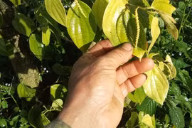 Tiêu tăng mạnh, nông dân lãi lớn