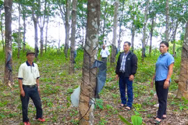 Lão nông Jrai thu tiền tỷ từ trồng trọt