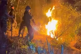 Nghệ An: Cháy rừng dữ dội trong đêm, sẵn sàng sơ tán dân