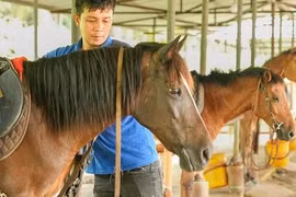 Trăm năm vó ngựa thị thành: 'Bật mã ôn' thời nay