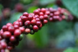 Giá cà phê Việt Nam cán mốc lịch sử 110.000 đồng/kg