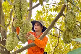 Giá sầu riêng tăng cao: Nông dân cẩn trọng chờ chốt hợp đồng