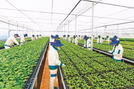 Để ngành nông nghiệp Gia Lai hiện đại, bền vững, giá trị gia tăng cao 