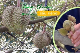 Thấp thỏm mùa sầu riêng