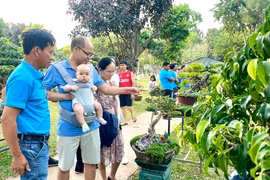 Triển lãm bonsai nghệ thuật: Hấp dẫn, bổ ích