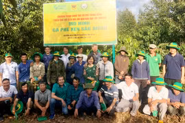 Chư Păh liên kết trồng sầu riêng để xuất khẩu