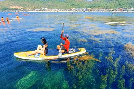 'Cánh đồng vàng' rong mơ làng Nhơn Hải hút hồn du khách