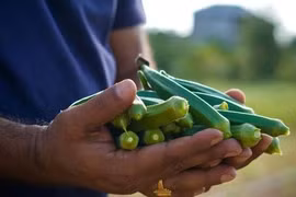 Những lợi ích không ngờ từ đậu bắp