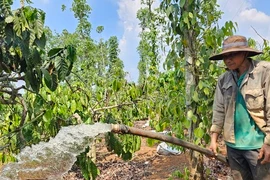 Nắng nóng vượt mốc lịch sử và những cảnh báo thiên tai bất thường tại Đắk Lắk