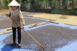 Giá hồ tiêu tăng, vì sao nông dân chờ ăn tết xong mới bán?