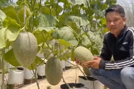 Trồng dưa lưới cho thu nhập 200 triệu đồng/năm