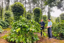 Chư Prông tập trung phòng trừ sâu bệnh trên cây trồng