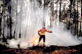 Cháy rừng lan rộng, Bồ Đào Nha ban bố tình trạng thảm họa