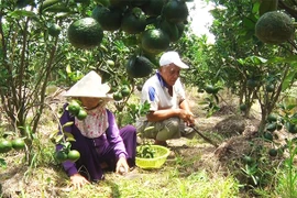 Vượt khó từ vùng phèn chua mặn chát