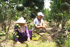 Vượt khó từ vùng phèn chua mặn chát