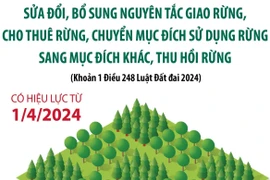 Sửa đổi, bổ sung nguyên tắc giao rừng, cho thuê rừng