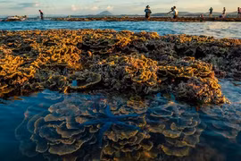 Mùa san hô 'nở hoa' trên biển Hòn Yến