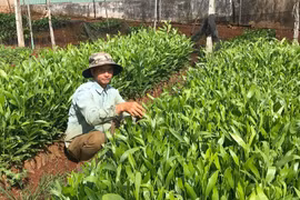 Gia Lai mời gọi đầu tư các dự án trồng rừng