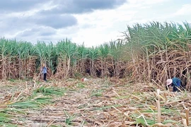 AgriS Gia Lai gắn bó với vùng nguyên liệu mía Đông Nam tỉnh