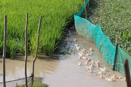 Làm nông thức thời: 'Phục hưng' trồng lúa sinh thái