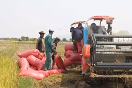 Gia Lai: Vụ lúa Đông Xuân 2023-2024 thắng lợi