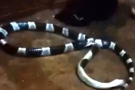 Rắn vào nhà cắn chết người lúc nửa đêm