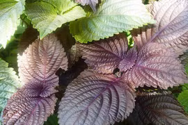 Lợi ích của lá tía tô