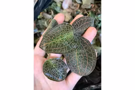 Kỳ vọng tạo ra sản phẩm hỗ trợ sức khỏe từ lan kim tuyến và sâm đá